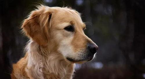 金毛siri娱乐吃瓜君,揭秘娱乐圈那些不为人知的幕后故事